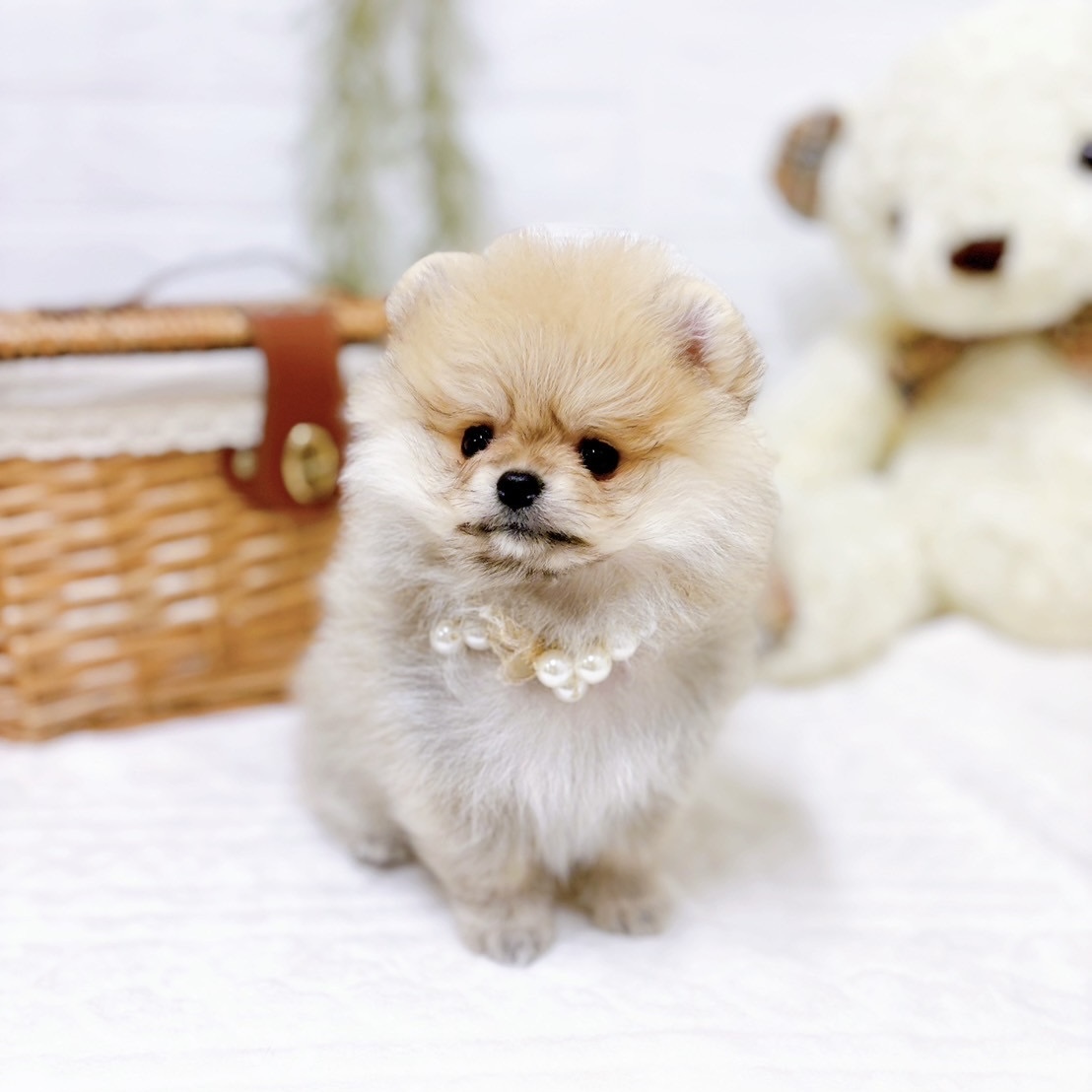 滋賀県のポメラニアン (犬の家＆猫の里近江八幡店/2025年10月16日生まれ/女の子/ウルフセーブル)の子犬の3枚目の画像
