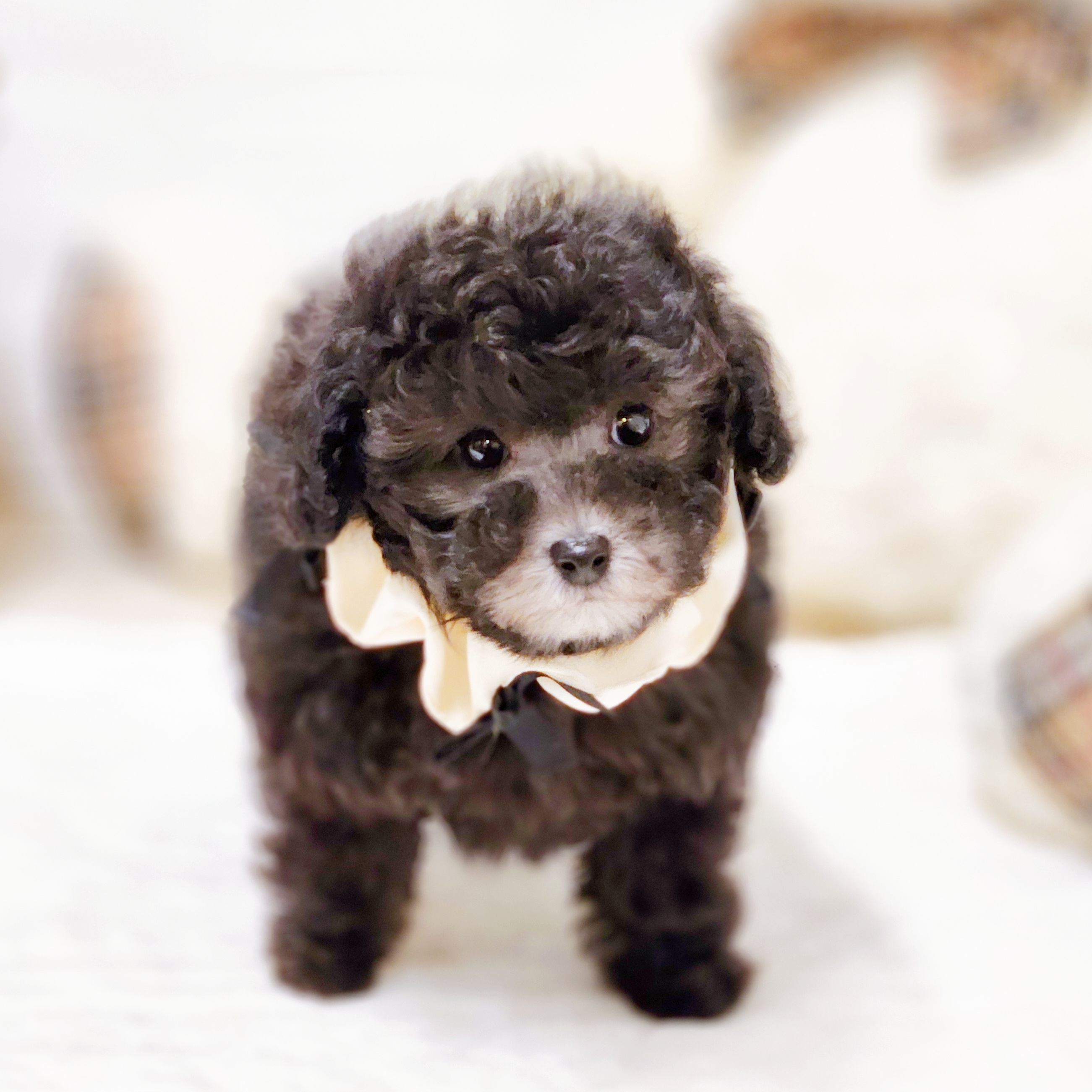 滋賀県のトイプードル(トイ) (犬の家＆猫の里近江八幡店/2025年10月5日生まれ/女の子/グレー)の子犬の3枚目の画像