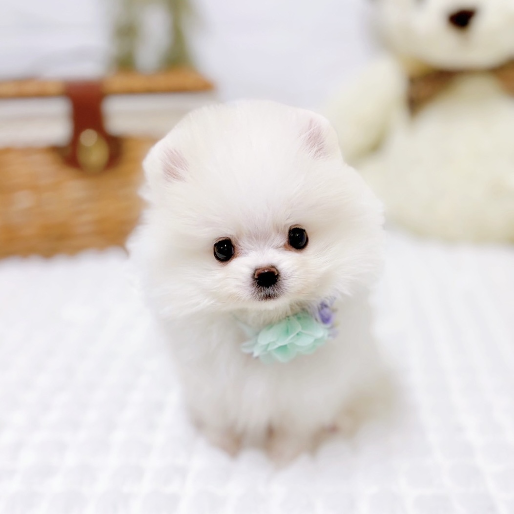 滋賀県のポメラニアン (犬の家＆猫の里近江八幡店/2025年10月6日生まれ/男の子/クリームホワイト)の子犬の3枚目の画像