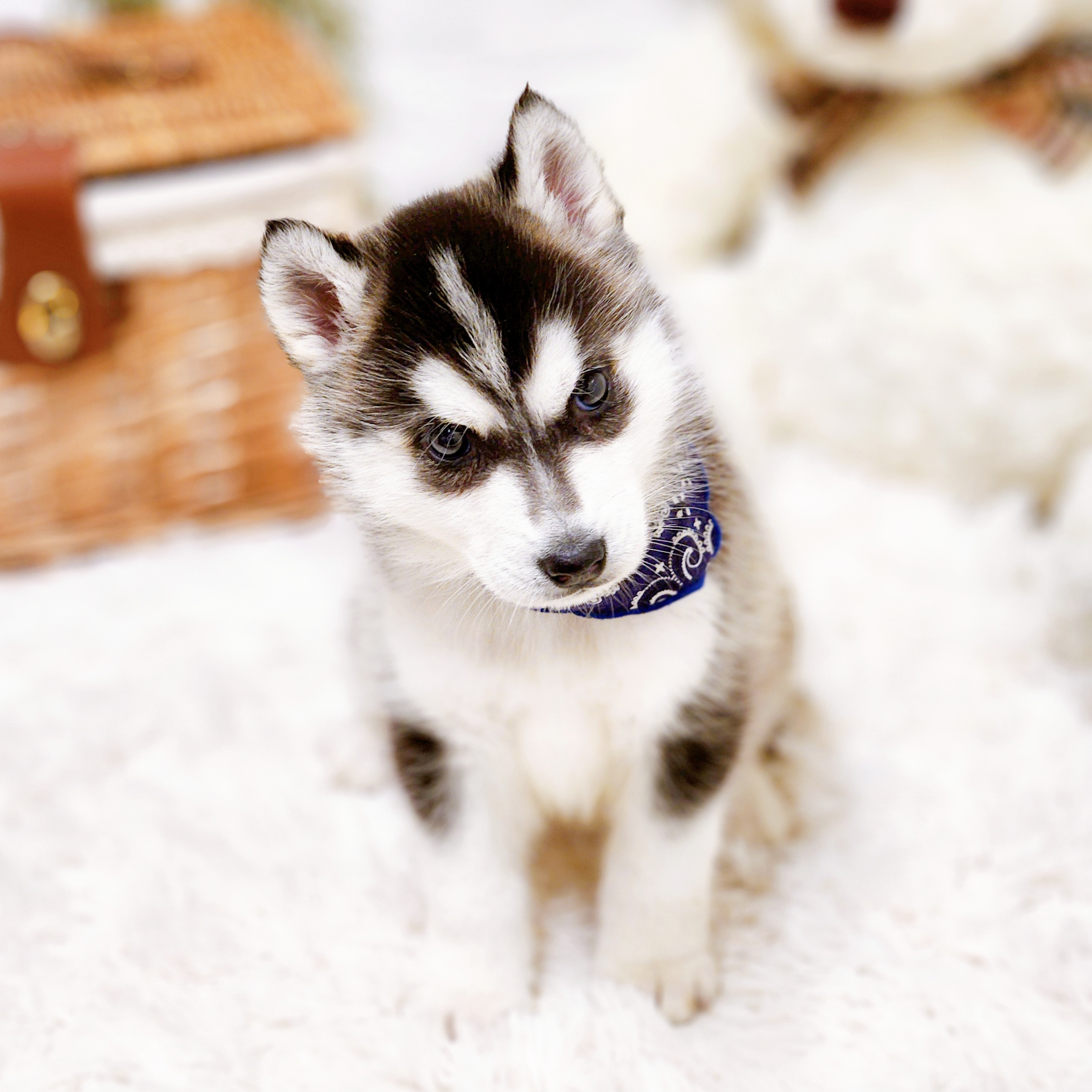 滋賀県のシベリアンハスキー (犬の家＆猫の里近江八幡店/2025年10月17日生まれ/男の子/ブラックホワイト)の子犬の3枚目の画像