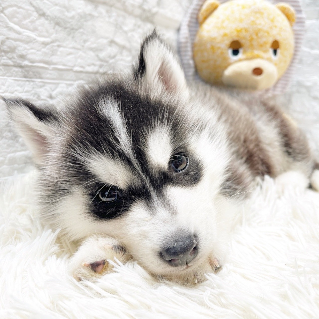 愛知県のシベリアンハスキー (犬の家＆猫の里MiO香久山店/2025年10月17日生まれ/男の子/ブラックホワイト)の子犬の3枚目の画像