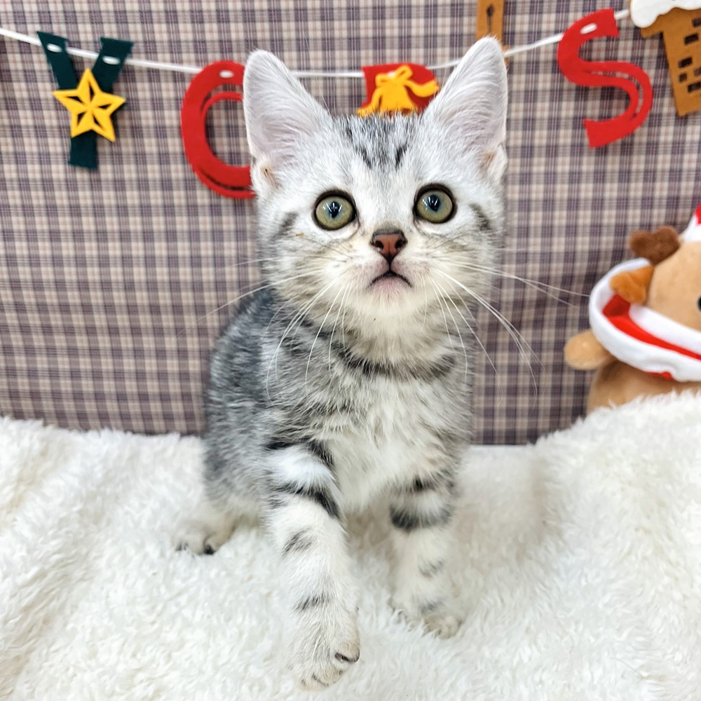愛知県のアメリカンショートヘアー (犬の家＆猫の里エアポートウォーク店/2025年10月16日生まれ/男の子/シルバータビー)の子猫の3枚目の画像