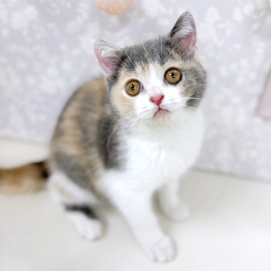 富山県のブリティッシュショートヘアー (犬の家＆猫の里アミーゴ高岡蓮花寺店/2025年10月16日生まれ/女の子/ダイリュートキャリコ)の子猫の3枚目の画像