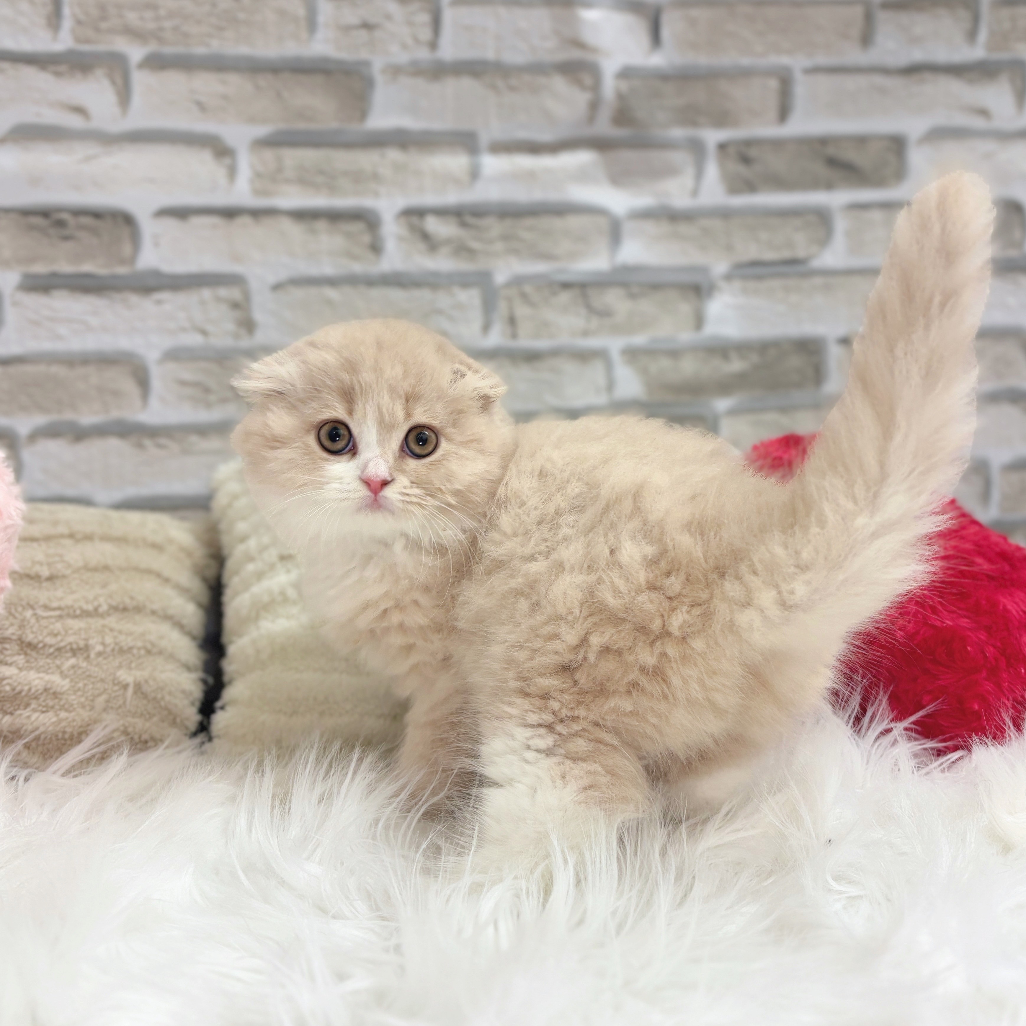 神奈川県のスコティッシュフォールド (犬の家＆猫の里モザイクモール港北店/2025年10月11日生まれ/女の子/クリームタビーホワイト)の子猫の3枚目の画像