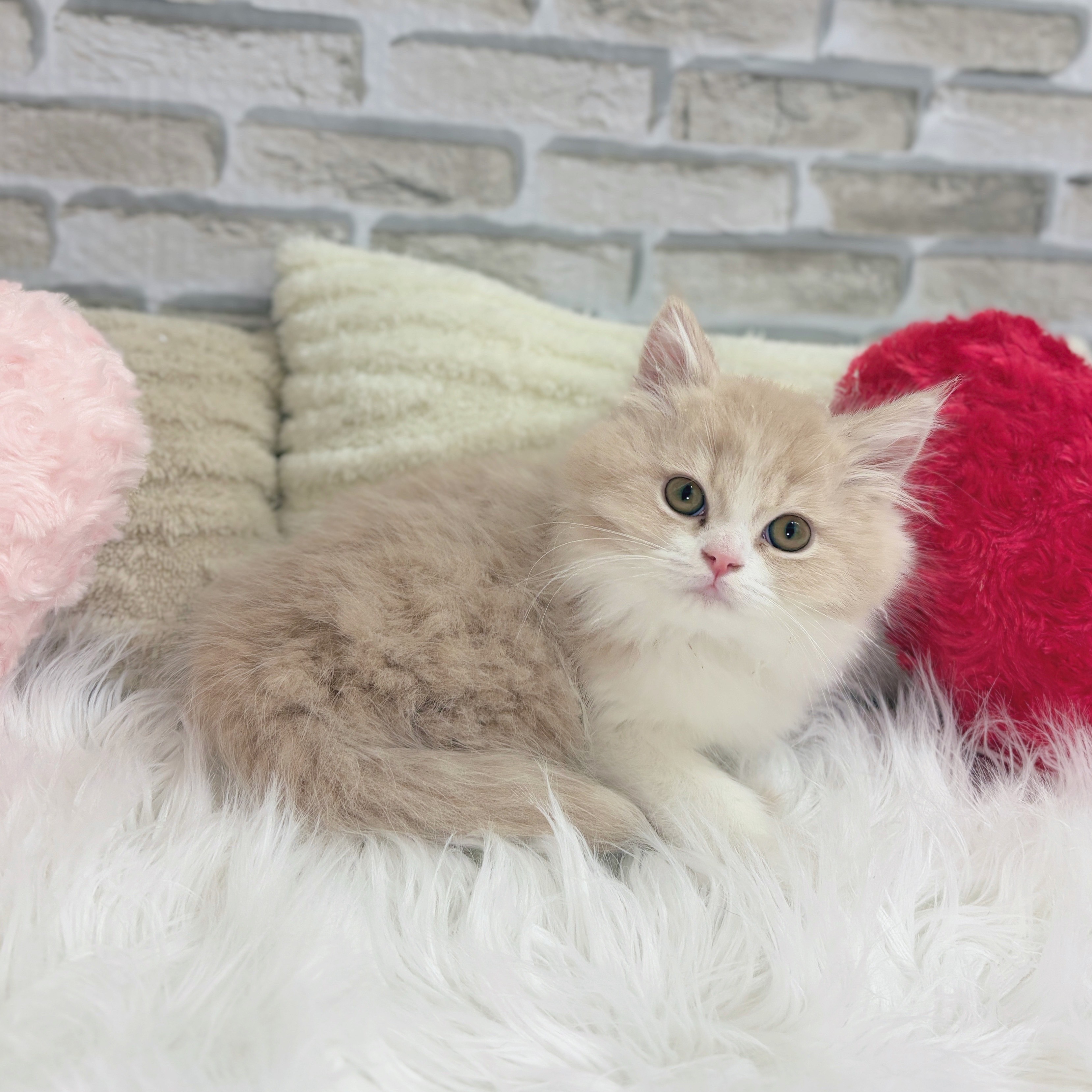 神奈川県のミヌエット (犬の家＆猫の里モザイクモール港北店/2025年10月10日生まれ/男の子/クリームタビーホワイト)の子猫の3枚目の画像