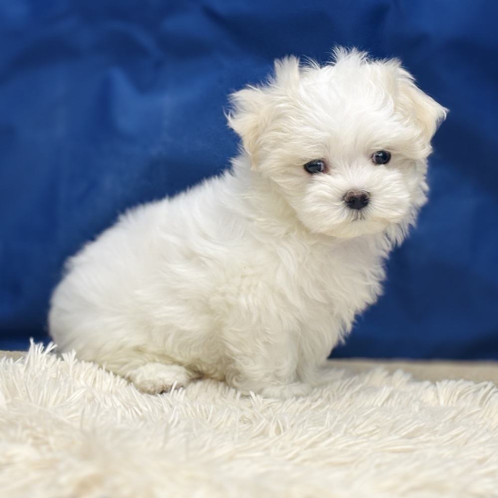 岐阜県のマルチーズ (犬の家＆猫の里中津川店/2025年10月16日生まれ/男の子/ホワイト)の子犬の3枚目の画像