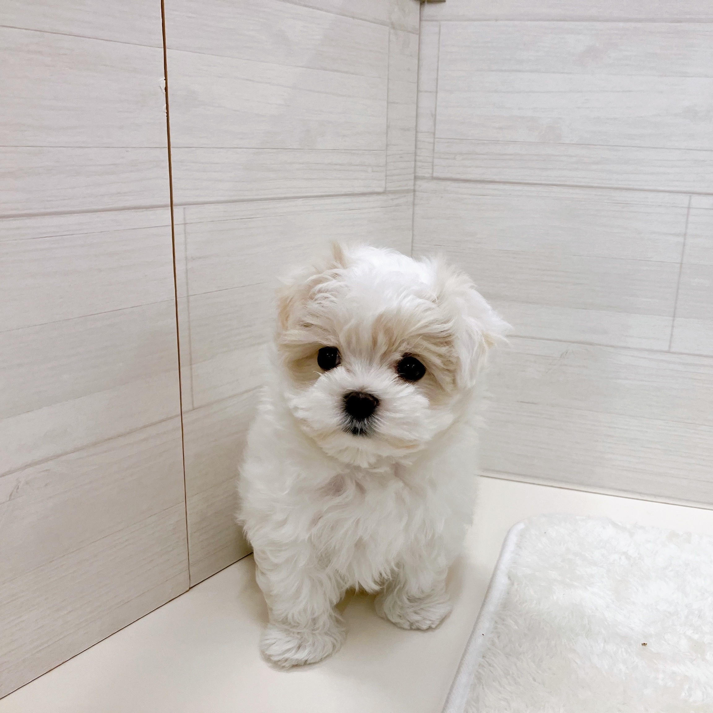 石川県のマルチーズ (犬の家＆猫の里アミーゴ金沢おこばた店/2025年10月16日生まれ/男の子/ホワイト)の子犬の3枚目の画像