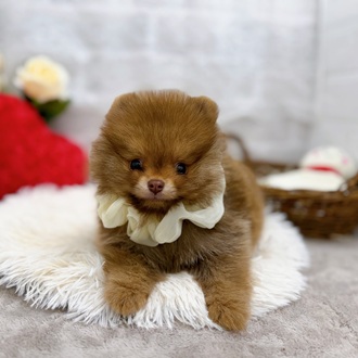 滋賀県のポメラニアン (犬の家＆猫の里長浜店/2025年10月17日生まれ/男の子/ビーバー)の子犬の3枚目の画像