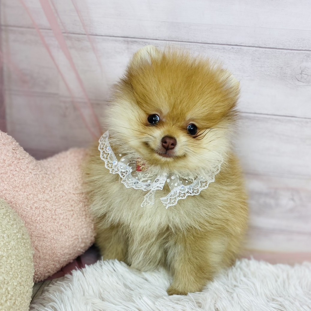 兵庫県のポメラニアン (犬の家＆猫の里川西店/2025年10月17日生まれ/女の子/オレンジ)の子犬の3枚目の画像