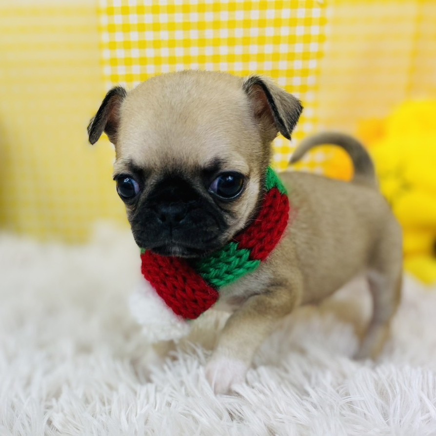 兵庫県のチワパグ/パグチー(チワワ×パグ) (犬の家＆猫の里川西店/2025年10月17日生まれ/男の子/フォーン)の子犬の3枚目の画像