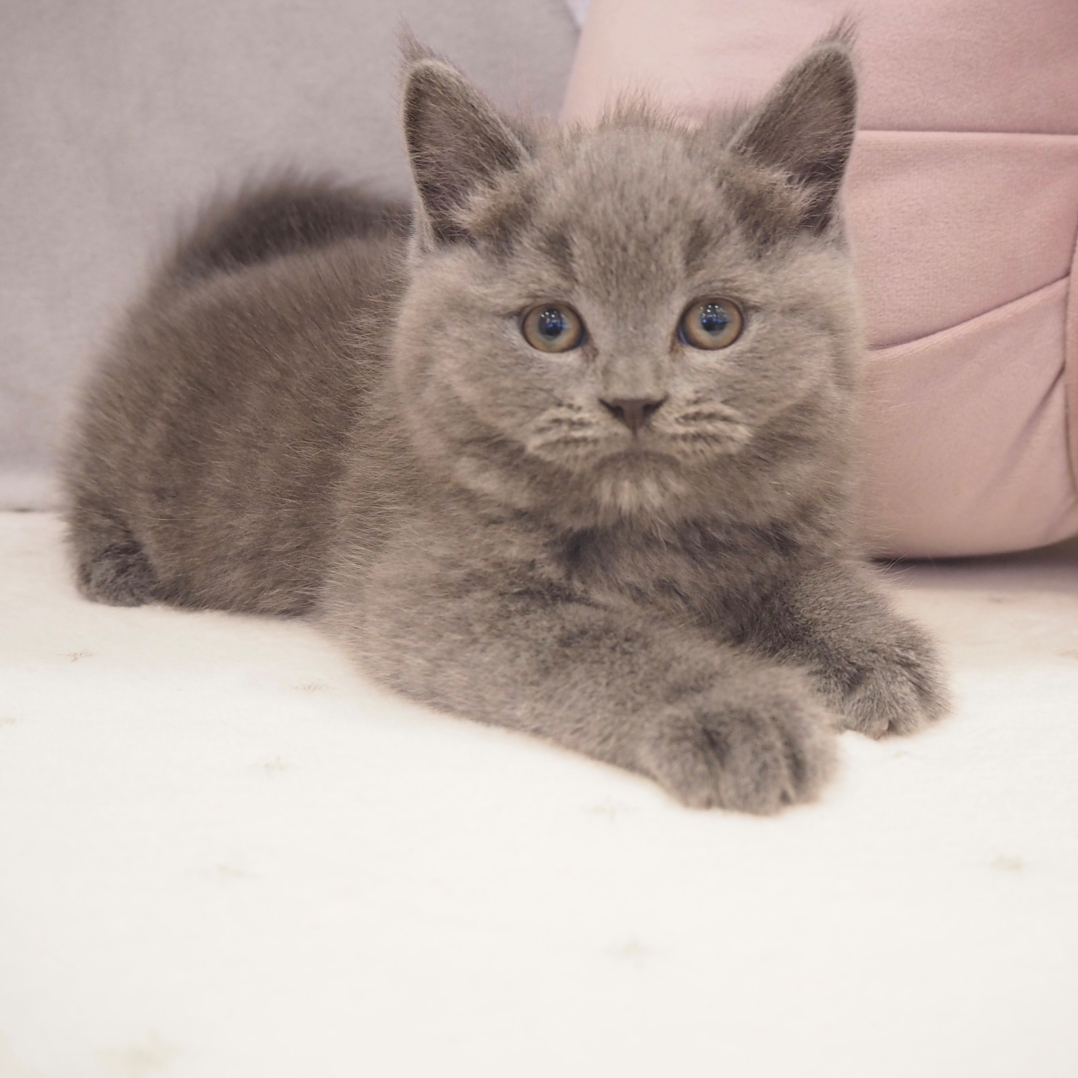 大阪府のブリティッシュショートヘアー (犬の家＆猫の里もりのみやキューズモールBASE店/2025年10月12日生まれ/男の子/ブルー)の子猫の3枚目の画像