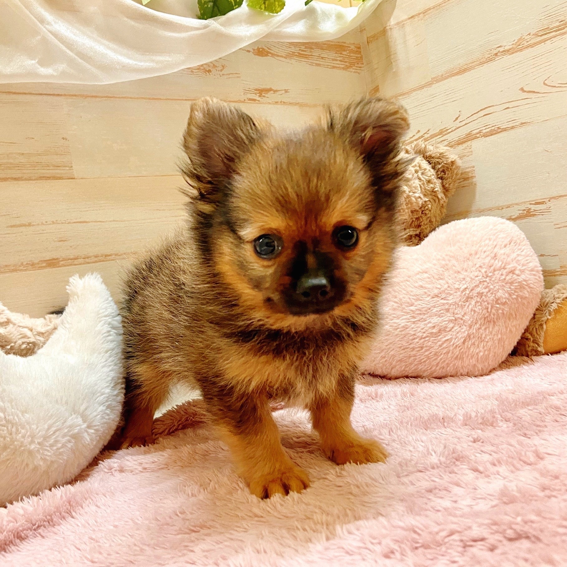 兵庫県のポメチワ/チワポメ/ポメチー(ポメラニアン×チワワ) (犬の家＆猫の里神戸店/2025年10月16日生まれ/男の子/オレンジセーブル)の子犬の3枚目の画像