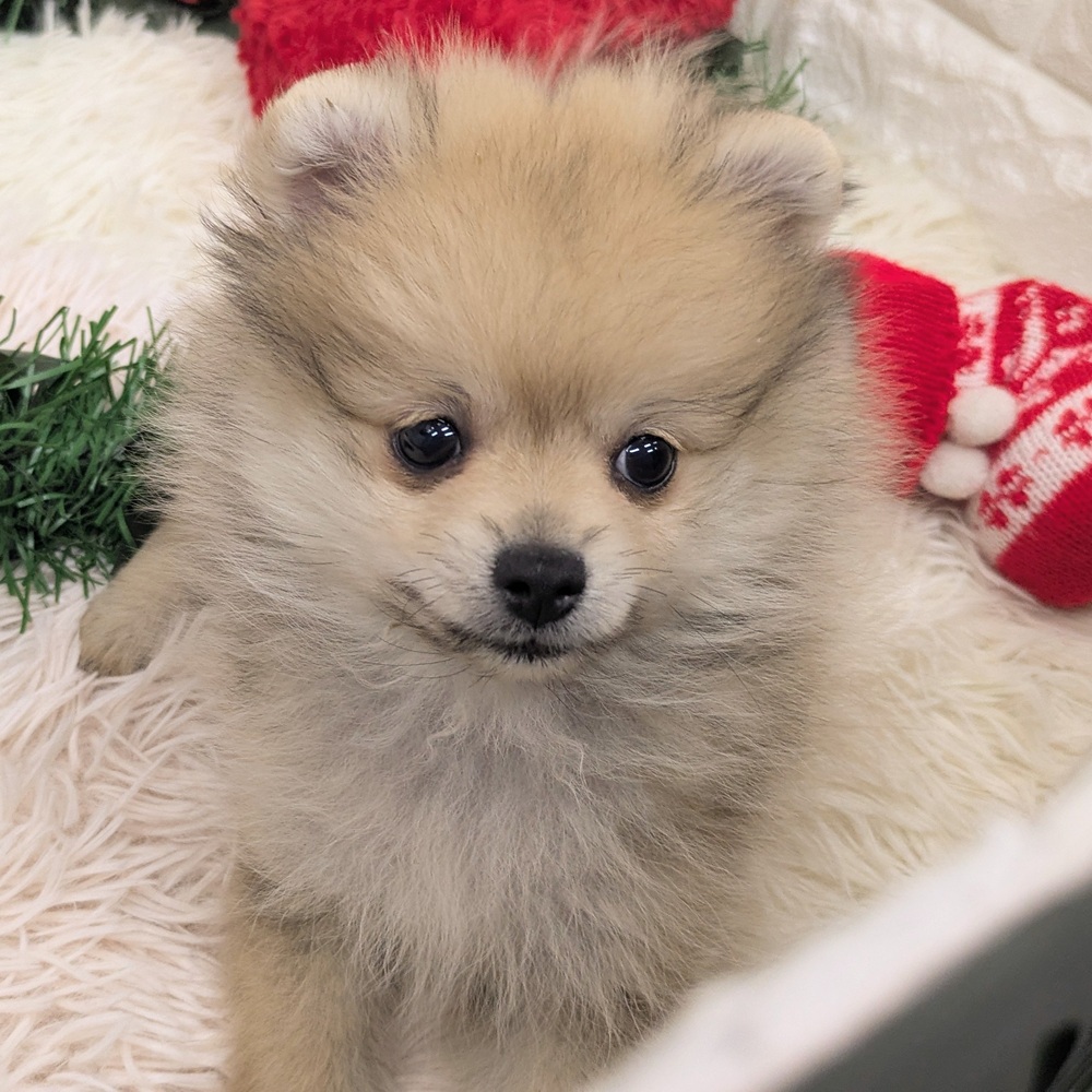 愛知県のポメラニアン (犬の家＆猫の里MEGAドン・キホーテ東海名和店/2025年10月17日生まれ/女の子/ウルフセーブル)の子犬の3枚目の画像