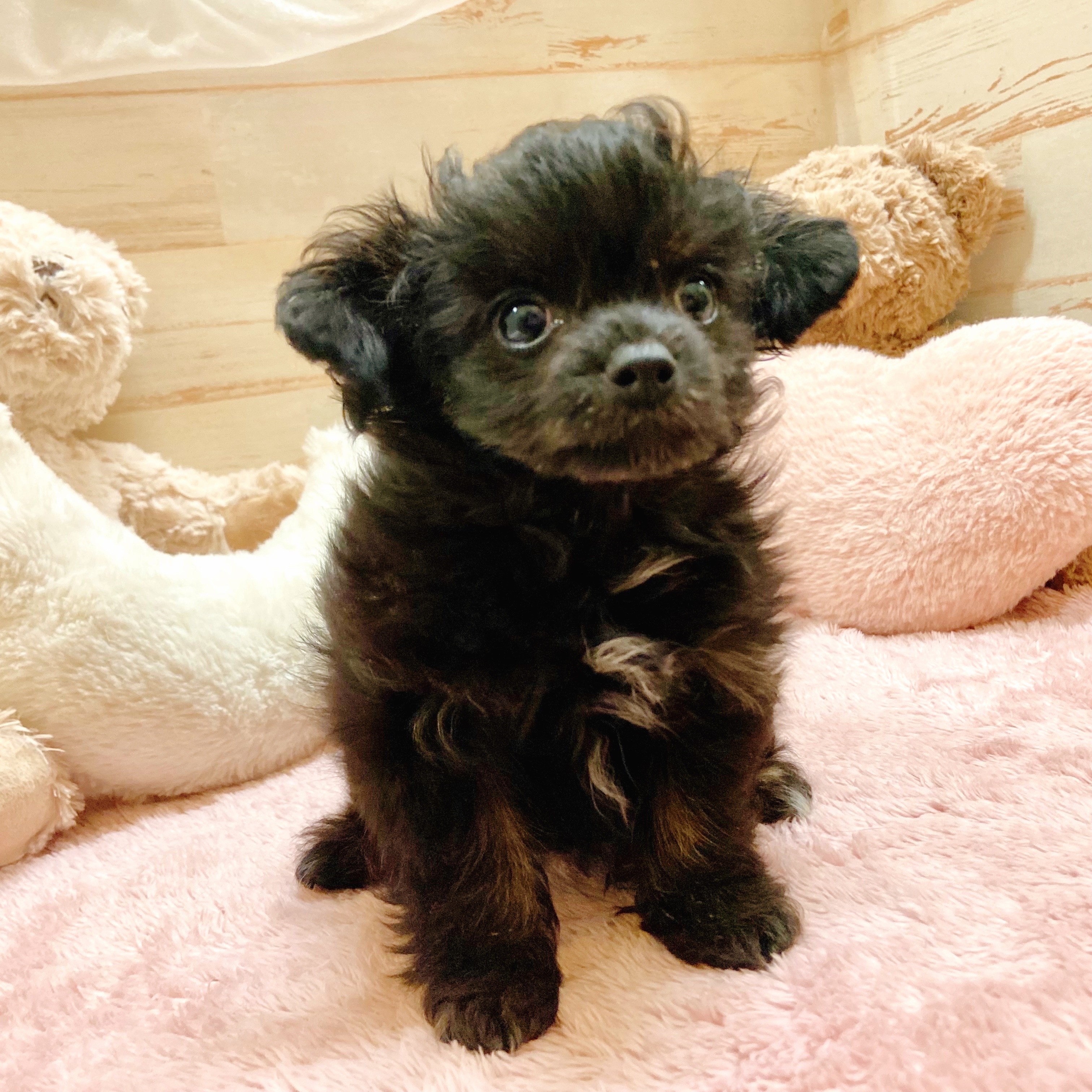 兵庫県のチワプー/プーチー(チワワ×プードル) (犬の家＆猫の里神戸店/2025年10月18日生まれ/女の子/ブラックタン)の子犬の3枚目の画像