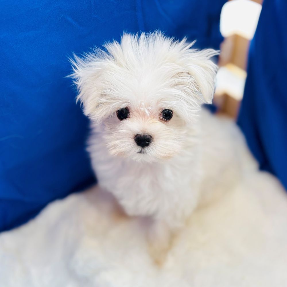 愛知県のマルチーズ (犬の家＆猫の里愛知刈谷店/2025年10月8日生まれ/男の子/ホワイト)の子犬の3枚目の画像
