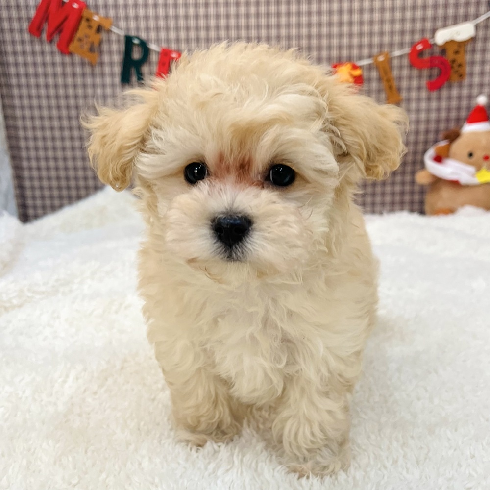 愛知県のマルプー(マルチーズ×プードル) (犬の家＆猫の里エアポートウォーク店/2025年10月19日生まれ/男の子/クリーム)の子犬の3枚目の画像