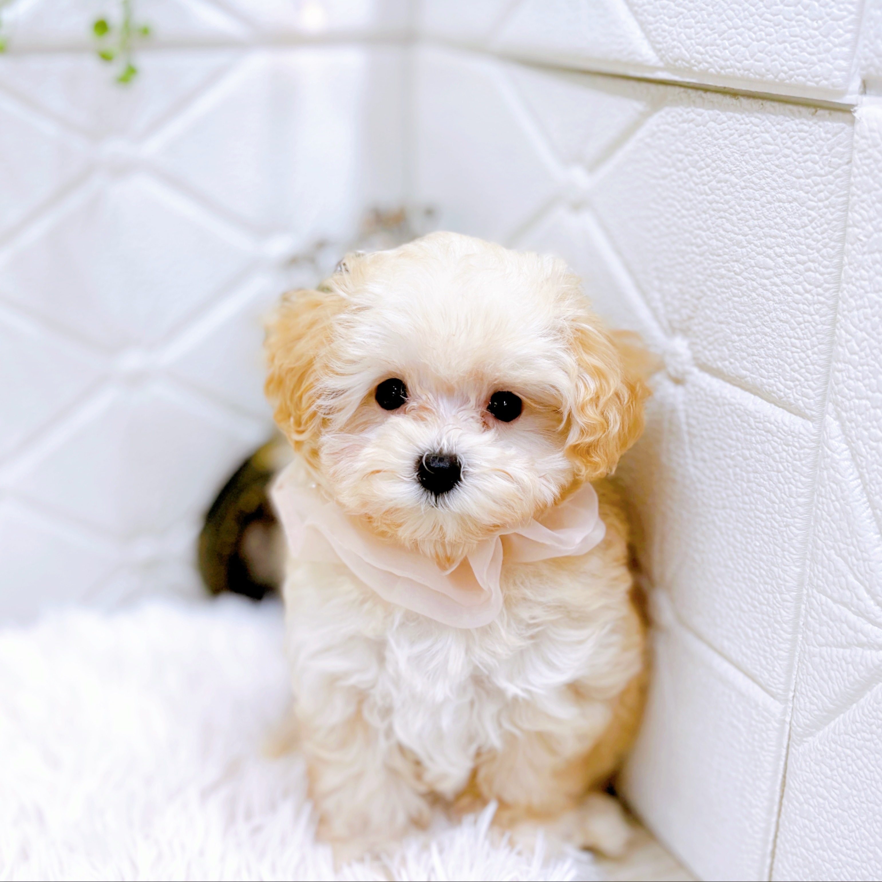 福井県のマルプー(マルチーズ×プードル) (犬の家＆猫の里アミーゴ福井店/2025年10月19日生まれ/女の子/クリーム)の子犬の3枚目の画像