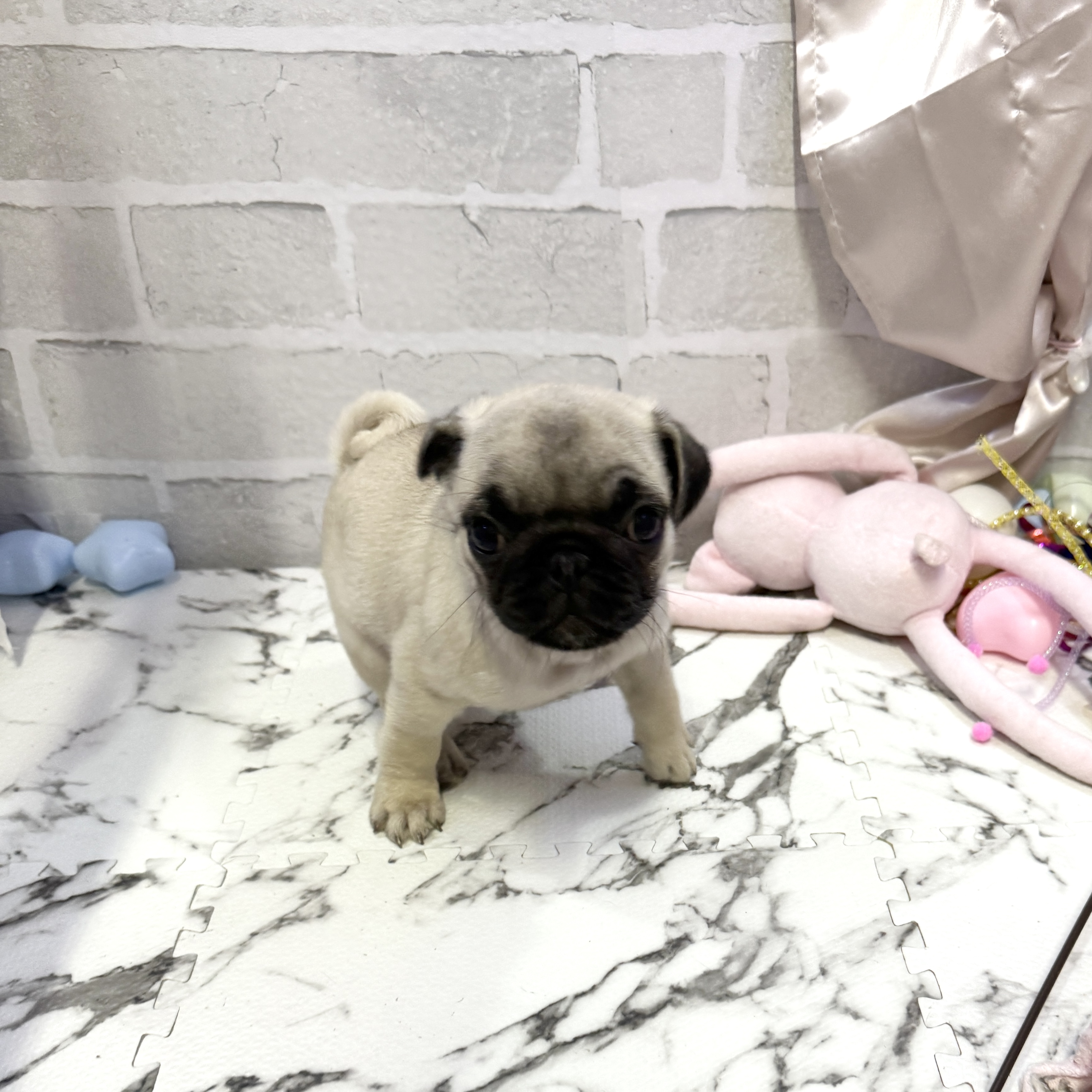 愛知県のパグ (犬の家＆猫の里岡崎店/2025年10月17日生まれ/女の子/フォーン)の子犬の3枚目の画像