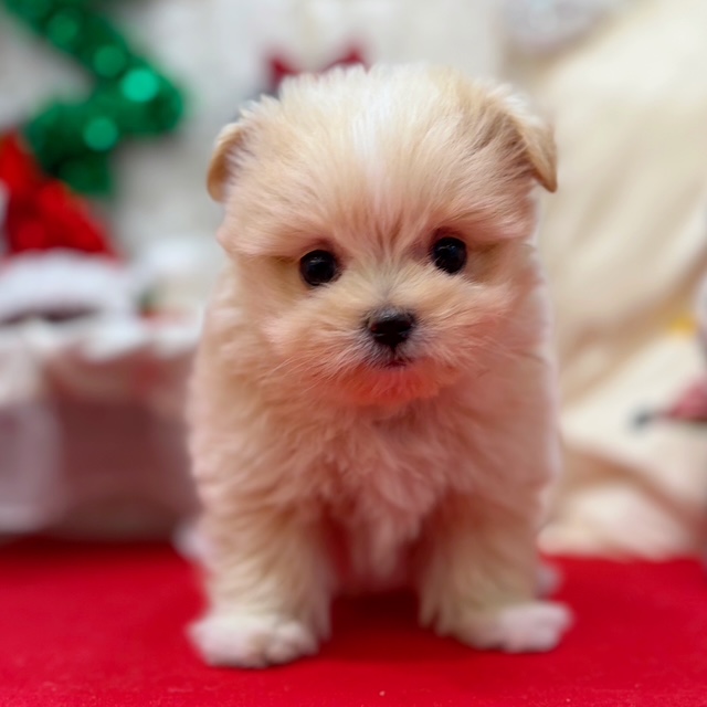 岡山県のポメマル/マルポメ(ポメラニアン×マルチーズ) (犬の家＆猫の里倉敷店/2025年10月19日生まれ/女の子/クリームホワイト)の子犬の3枚目の画像