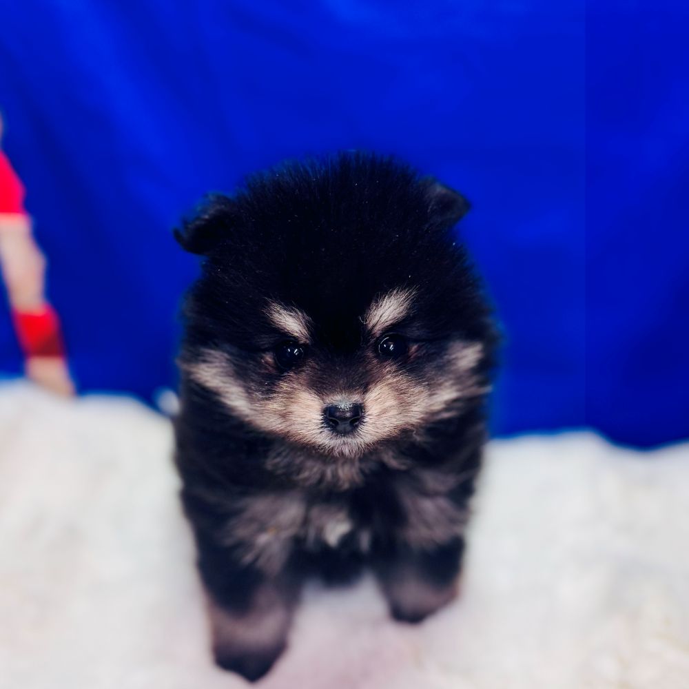ポメラニアン男の子の写真