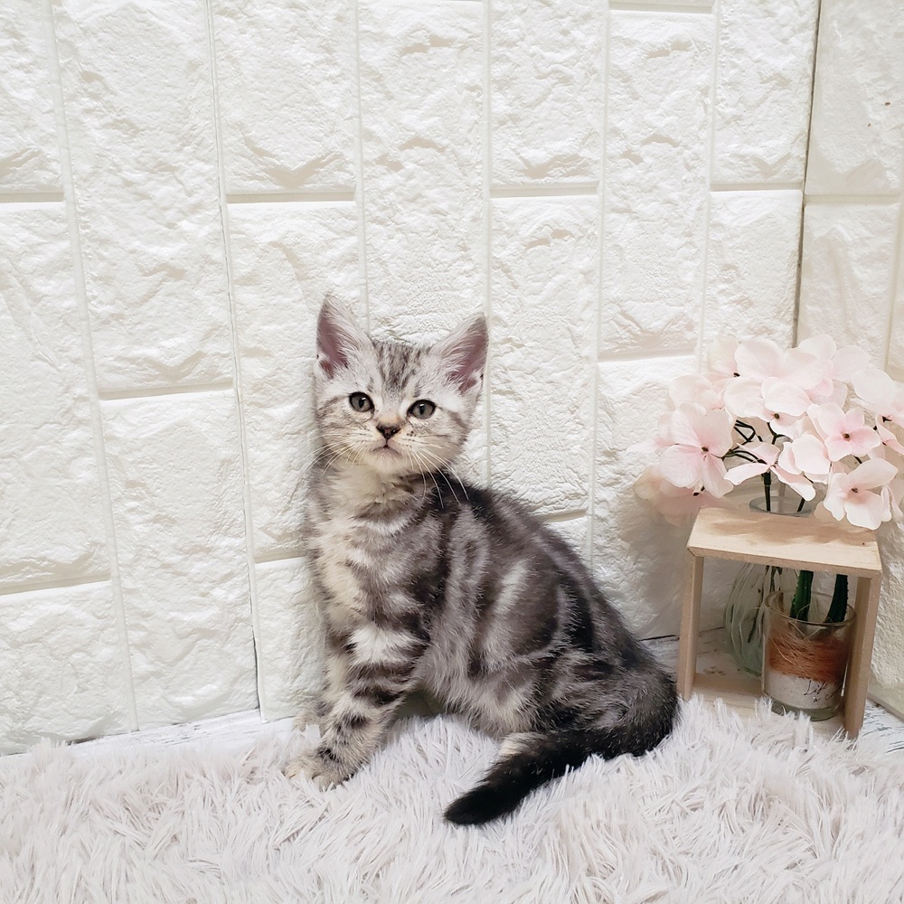 岡山県のアメリカンショートヘアー (犬の家＆猫の里岡山店/2025年10月15日生まれ/男の子/シルバータビー)の子猫の3枚目の画像