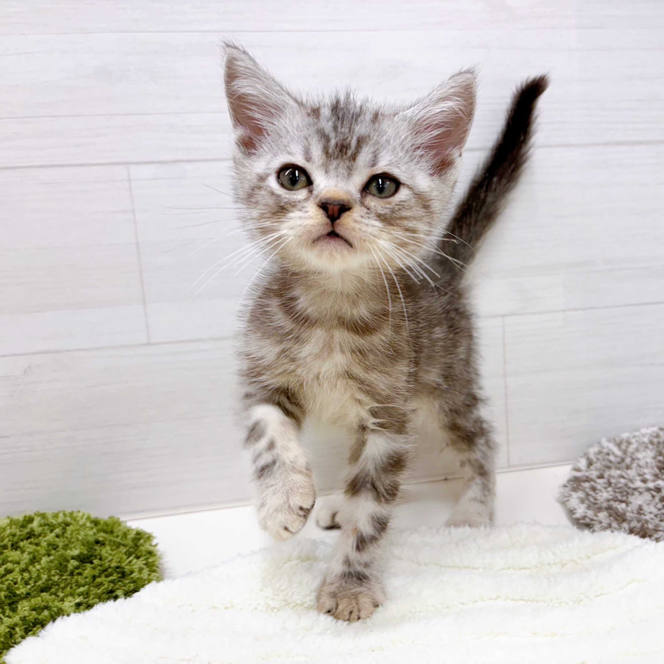 石川県のアメリカンショートヘアー (犬の家＆猫の里アミーゴ金沢おこばた店/2025年10月15日生まれ/男の子/シルバータビー)の子猫の3枚目の画像