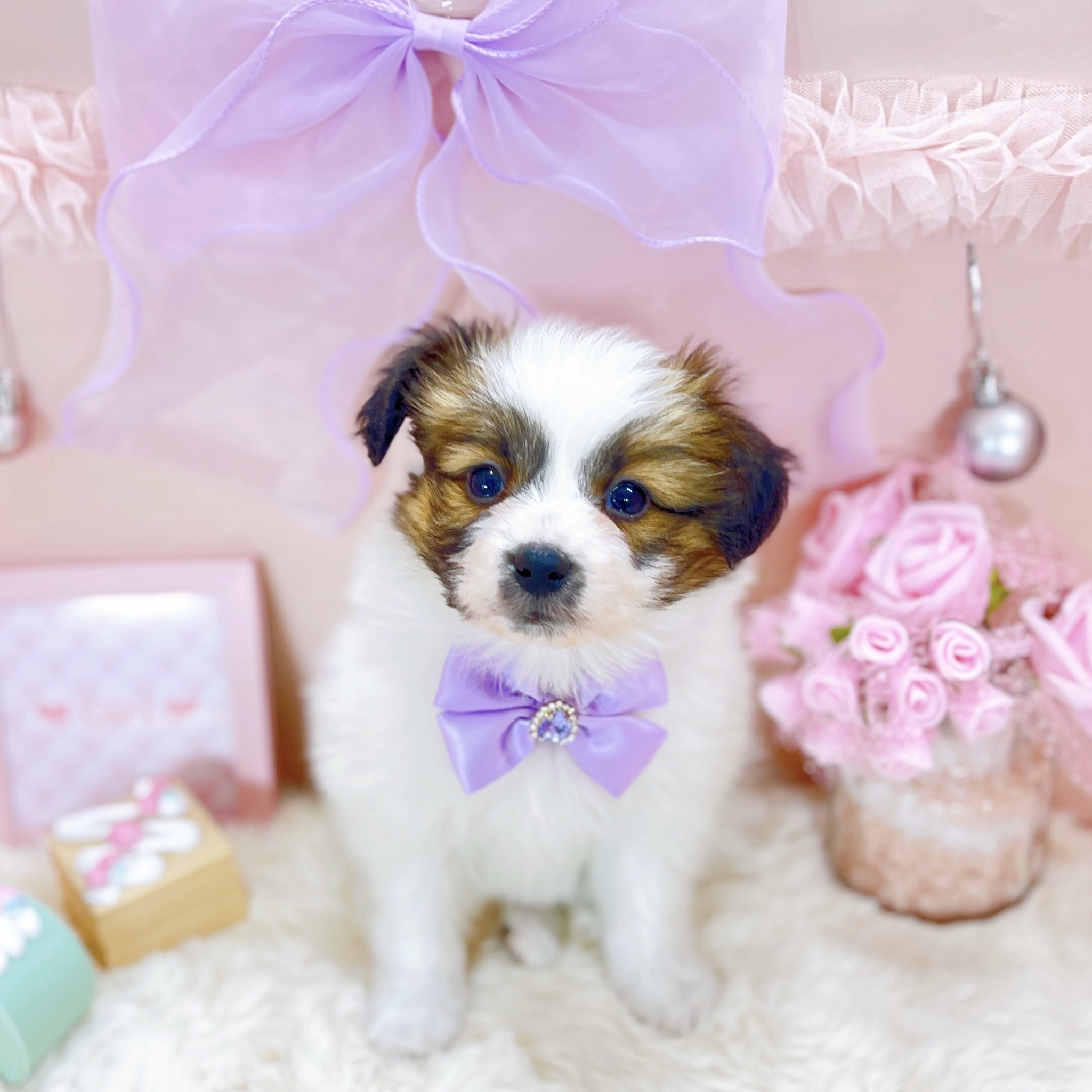 福井県のパピヨン (犬の家＆猫の里アミーゴ福井大和田店/2025年10月18日生まれ/女の子/ホワイトブラウン)の子犬の3枚目の画像