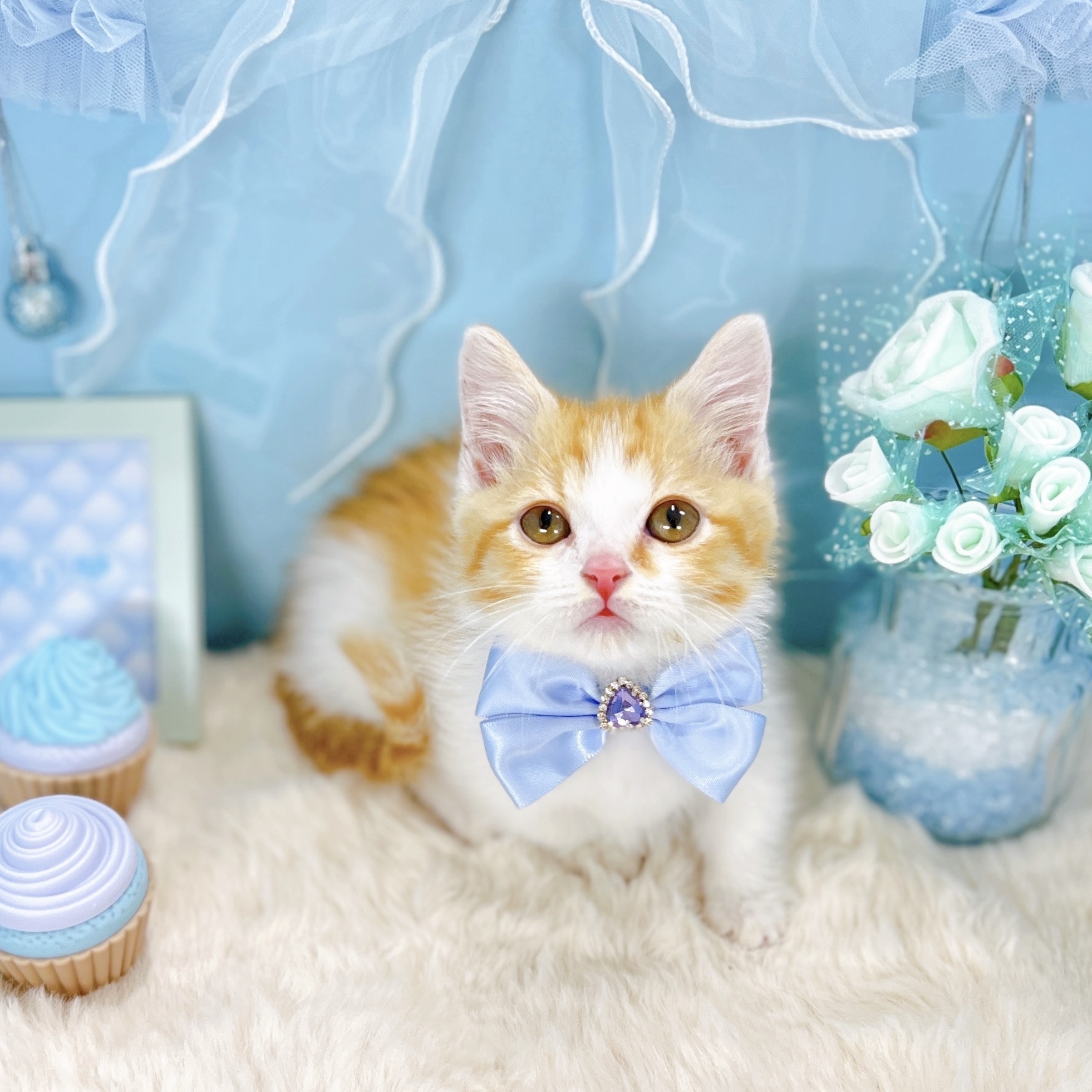 福井県のマンチカン (犬の家＆猫の里アミーゴ福井大和田店/2025年9月6日生まれ/男の子/レッドタビーホワイト)の子猫の3枚目の画像