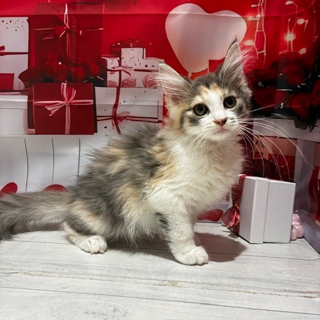 福岡県のノルウェージャンフォレストキャット (犬の家＆猫の里トリアス久山店/2025年10月14日生まれ/女の子/ダイリュートキャリコ)の子猫の3枚目の画像