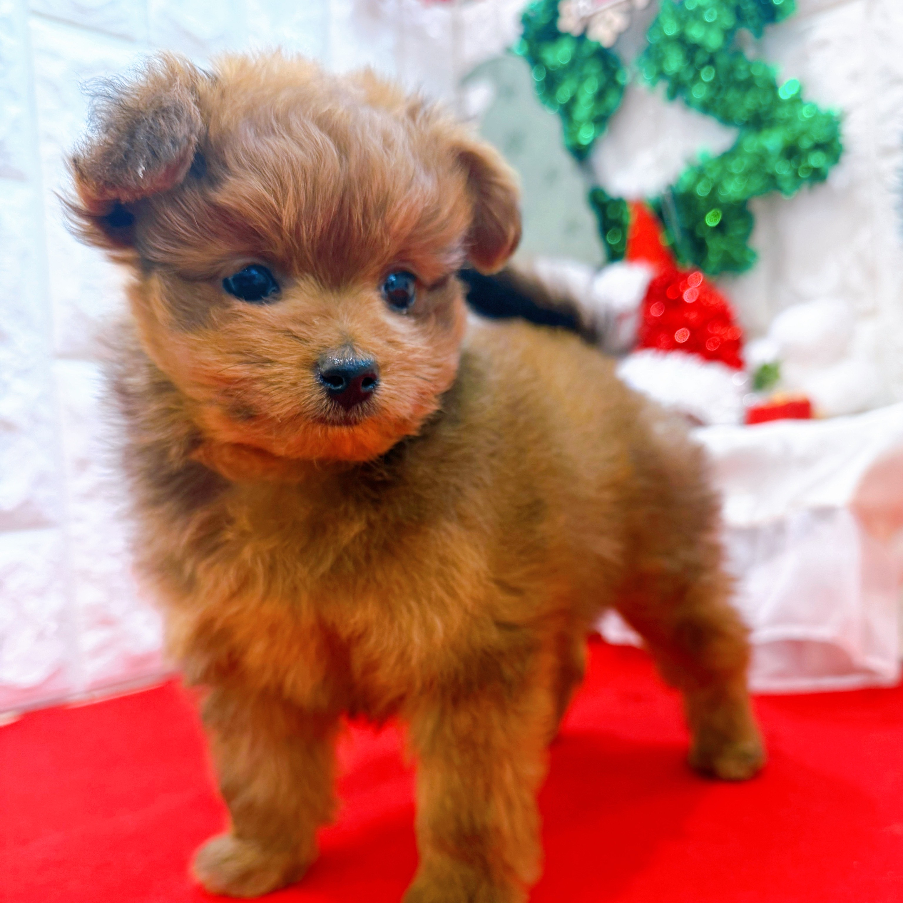 岡山県のポメプー(ポメラニアン×プードル) (犬の家＆猫の里倉敷店/2025年10月18日生まれ/女の子/レッド)の子犬の3枚目の画像