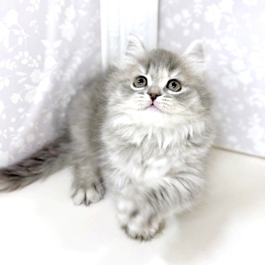 富山県のマンチカン (犬の家＆猫の里アミーゴ高岡蓮花寺店/2025年10月15日生まれ/女の子/ブルータビー)の子猫の3枚目の画像