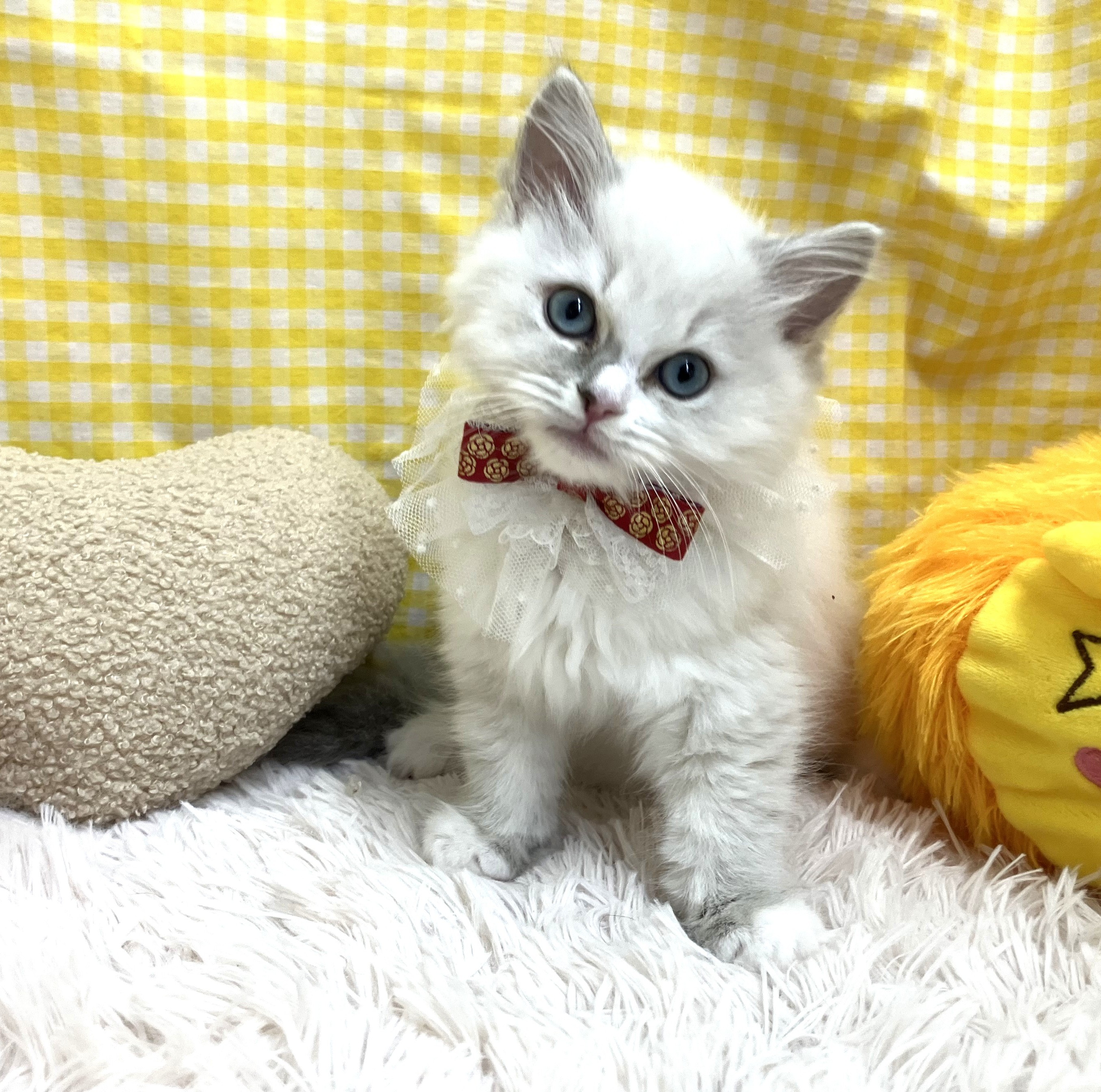 兵庫県のラグドール (犬の家＆猫の里川西店/2025年10月14日生まれ/女の子/ブルーリンクスポイントミテッド)の子猫の3枚目の画像