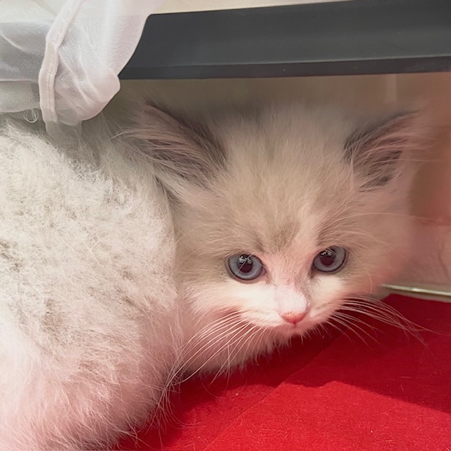 岡山県のラグドール (犬の家＆猫の里倉敷店/2025年10月19日生まれ/男の子/ブルーポイントバイカラー)の子猫の3枚目の画像