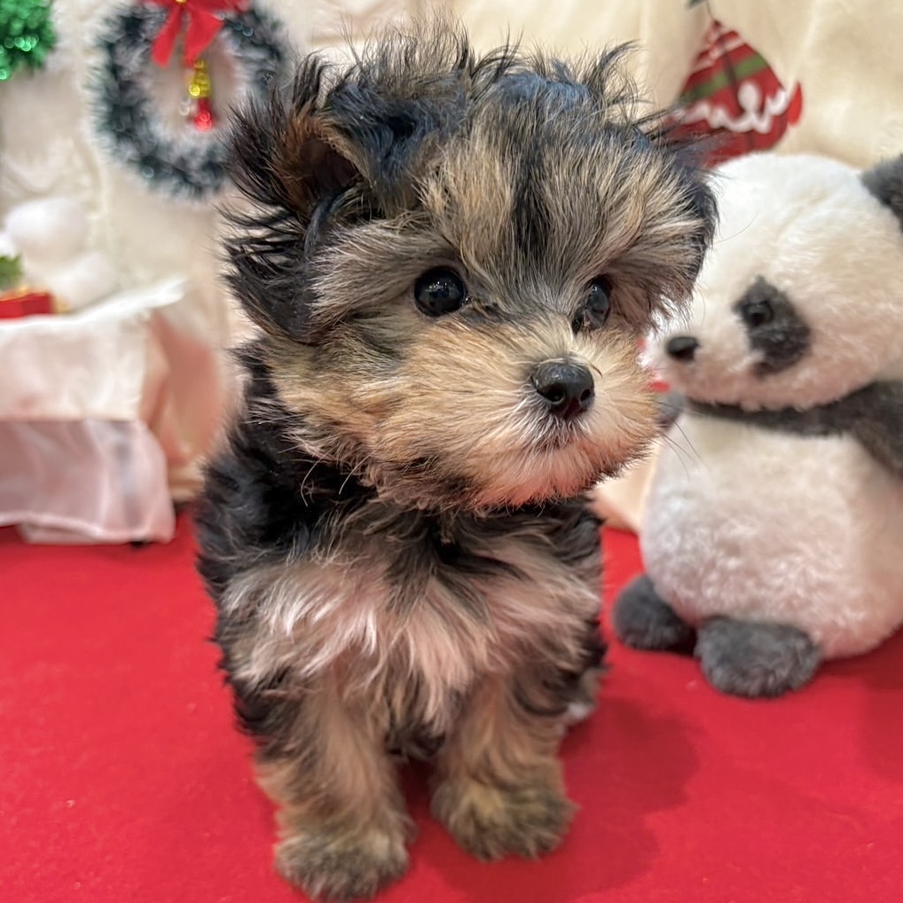 岡山県のマルキー/マルヨーキー(マルチーズ×ヨークシャーテリア) (犬の家＆猫の里倉敷店/2025年10月19日生まれ/男の子/ブラックタン)の子犬の3枚目の画像