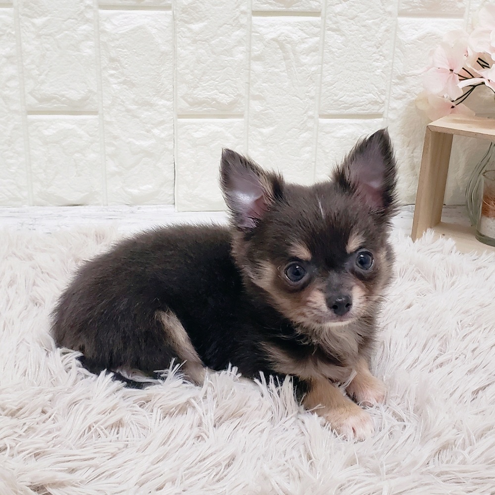 岡山県のチワワ(ロング) (犬の家＆猫の里岡山店/2025年10月14日生まれ/男の子/ブルータンホワイト)の子犬の3枚目の画像