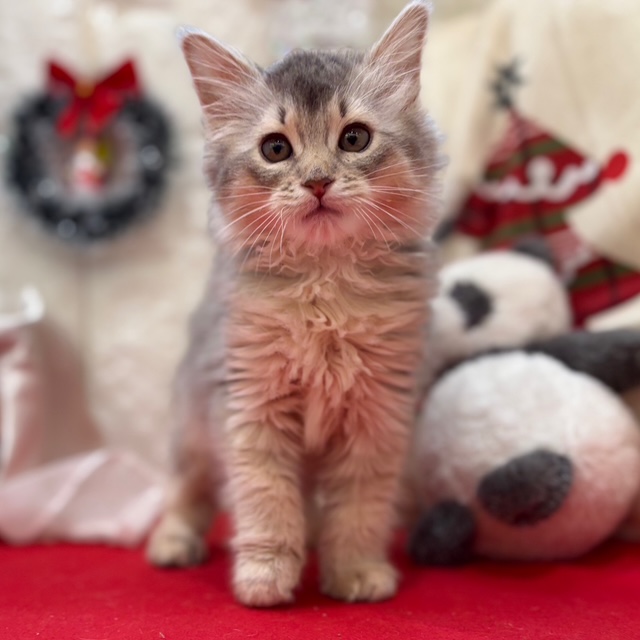 岡山県のソマリ (犬の家＆猫の里倉敷店/2025年10月15日生まれ/女の子/ブルー)の子猫の3枚目の画像