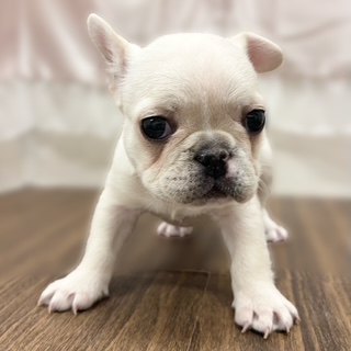 兵庫県のフレンチブルドッグ (犬の家＆猫の里カナート西神戸店/2025年10月18日生まれ/女の子/クリーム)の子犬の3枚目の画像