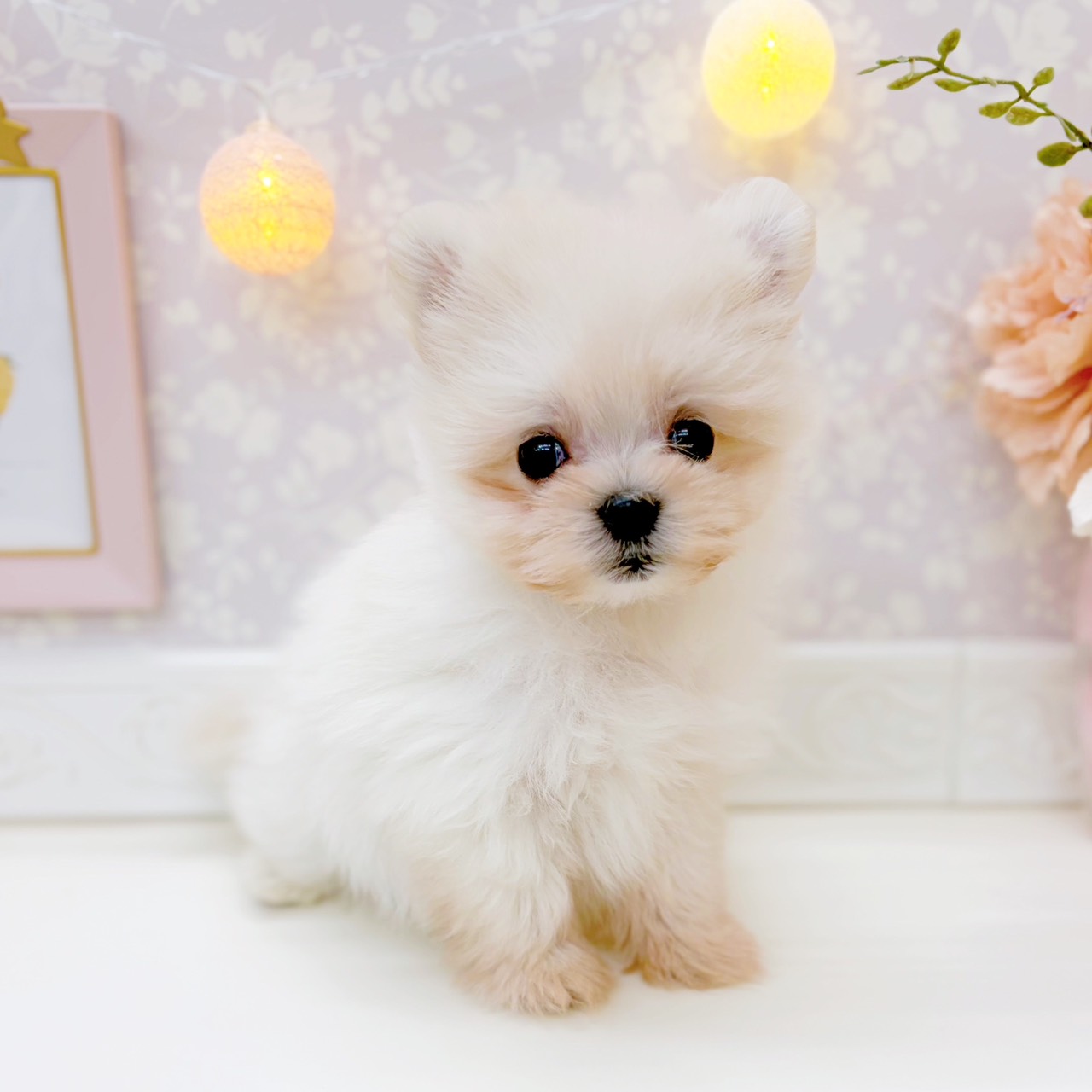 富山県のポメマル/マルポメ(ポメラニアン×マルチーズ) (犬の家＆猫の里富山店/2025年10月19日生まれ/女の子/クリーム)の子犬の3枚目の画像