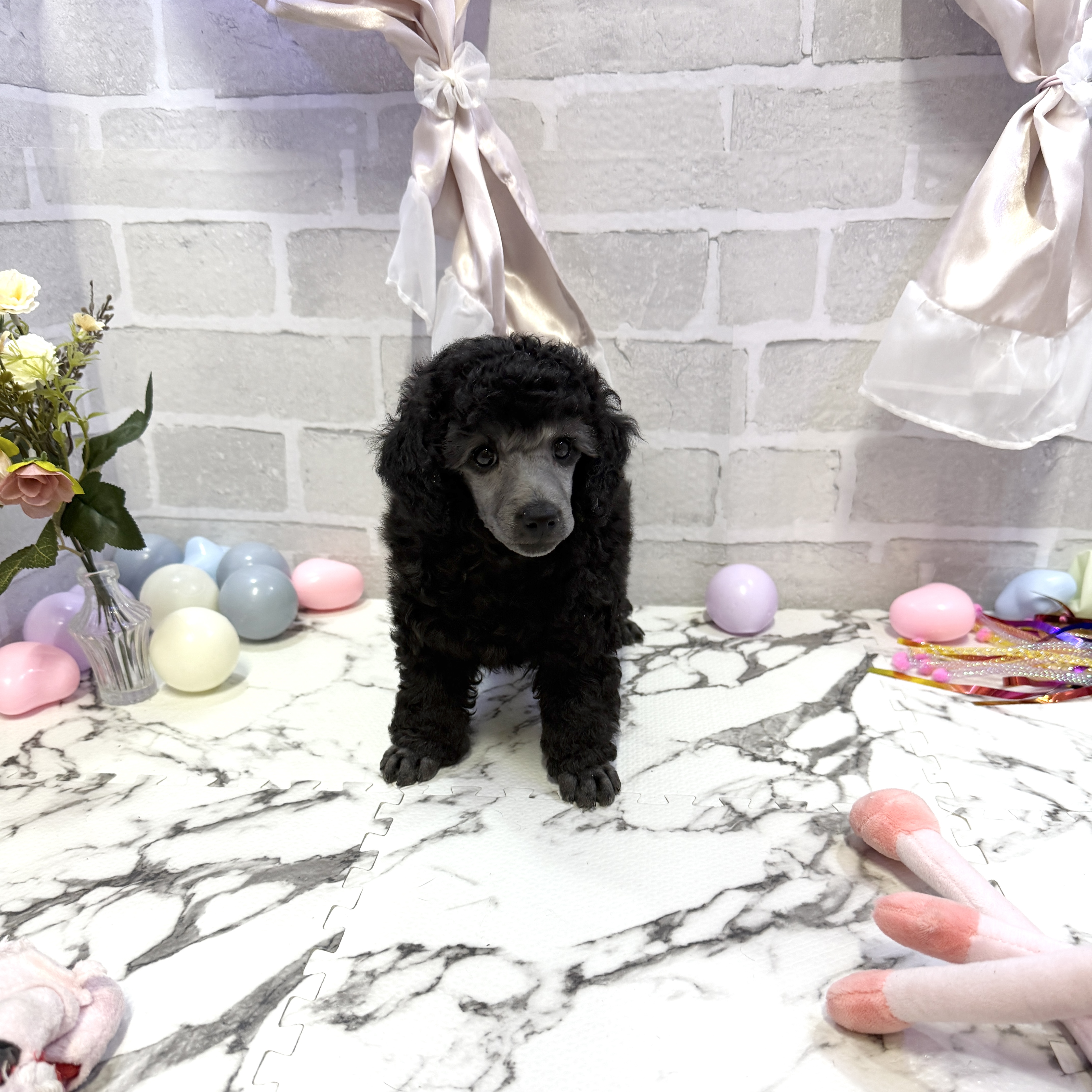 愛知県のトイプードル(トイ) (犬の家＆猫の里岡崎店/2025年10月19日生まれ/男の子/シルバー)の子犬の3枚目の画像