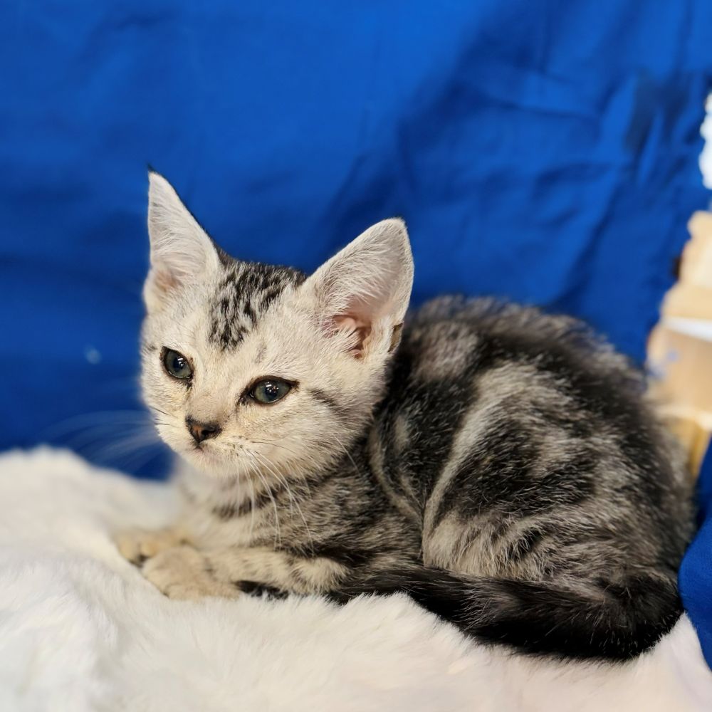 愛知県のアメリカンショートヘアー (犬の家＆猫の里愛知刈谷店/2025年10月7日生まれ/男の子/シルバータビー)の子猫の3枚目の画像