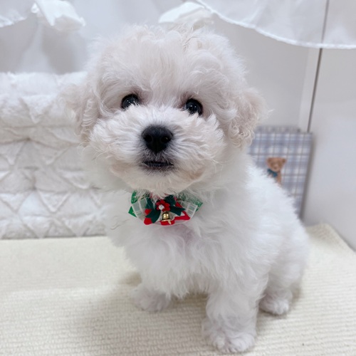 岐阜県のビションフリーゼ (犬の家＆猫の里カラフルタウン岐阜店/2025年10月14日生まれ/男の子/ホワイト)の子犬の3枚目の画像