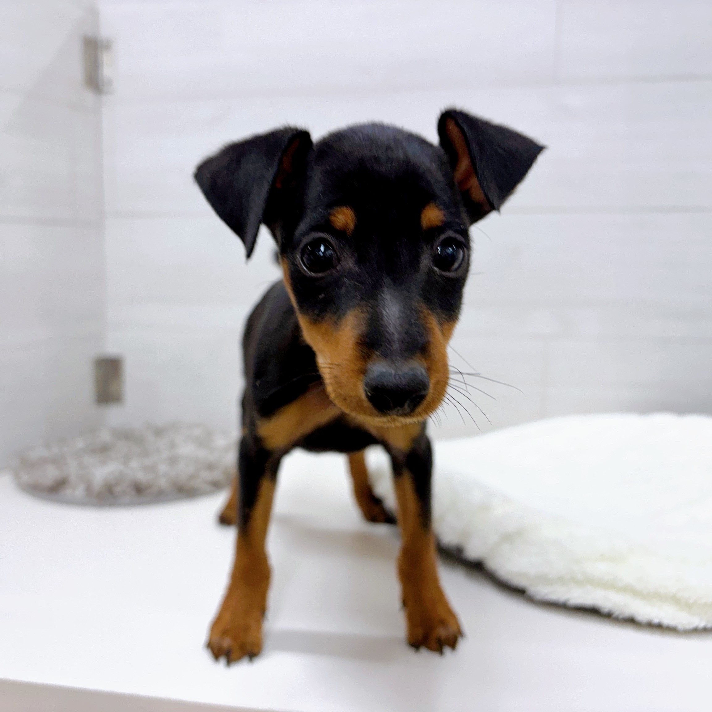 石川県のミニチュアピンシャー (犬の家＆猫の里アミーゴ金沢おこばた店/2025年10月17日生まれ/男の子/ブラックタン)の子犬の3枚目の画像