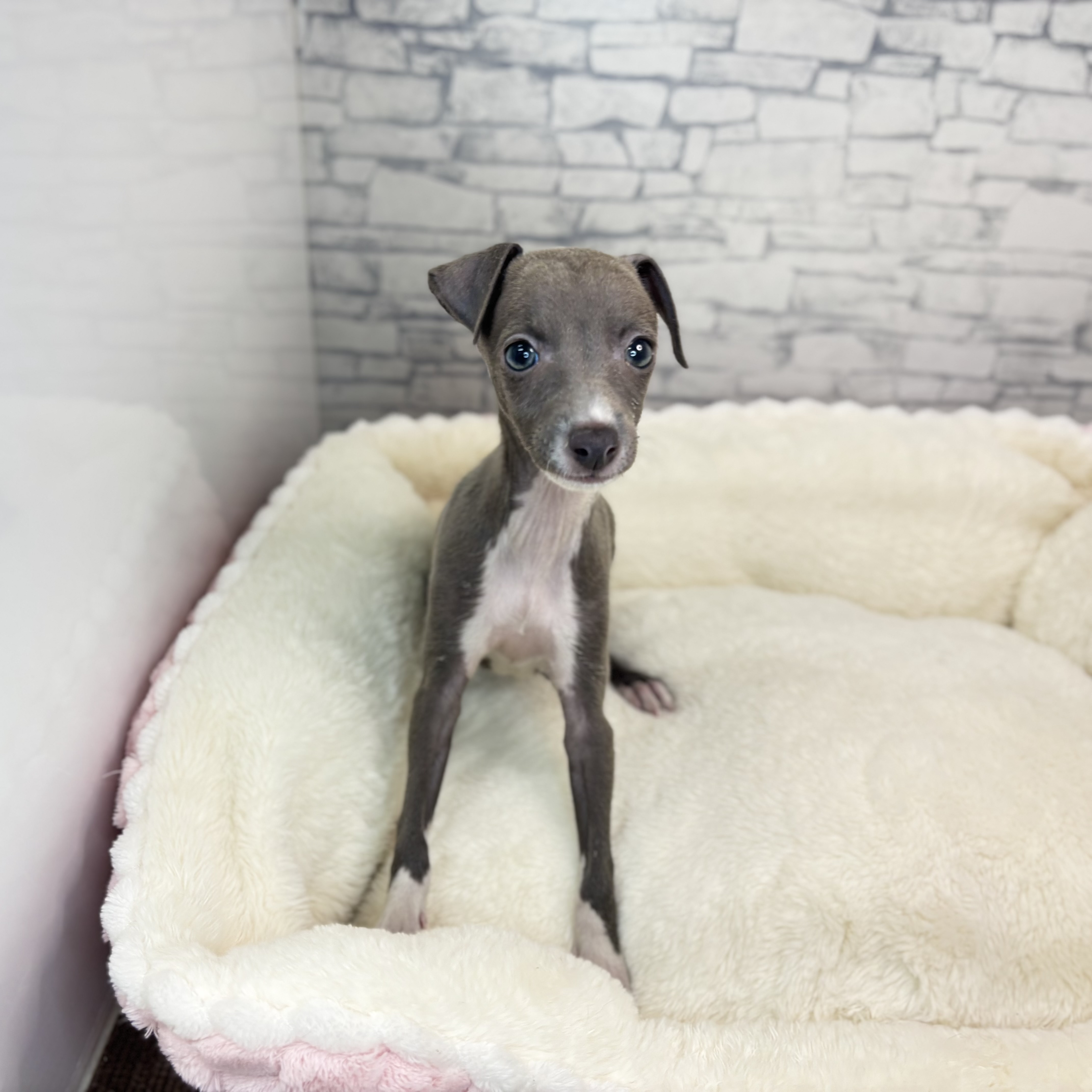 長野県のイタリアングレーハウンド (犬の家＆猫の里長野店/2025年10月16日生まれ/女の子/ブルー)の子犬の3枚目の画像