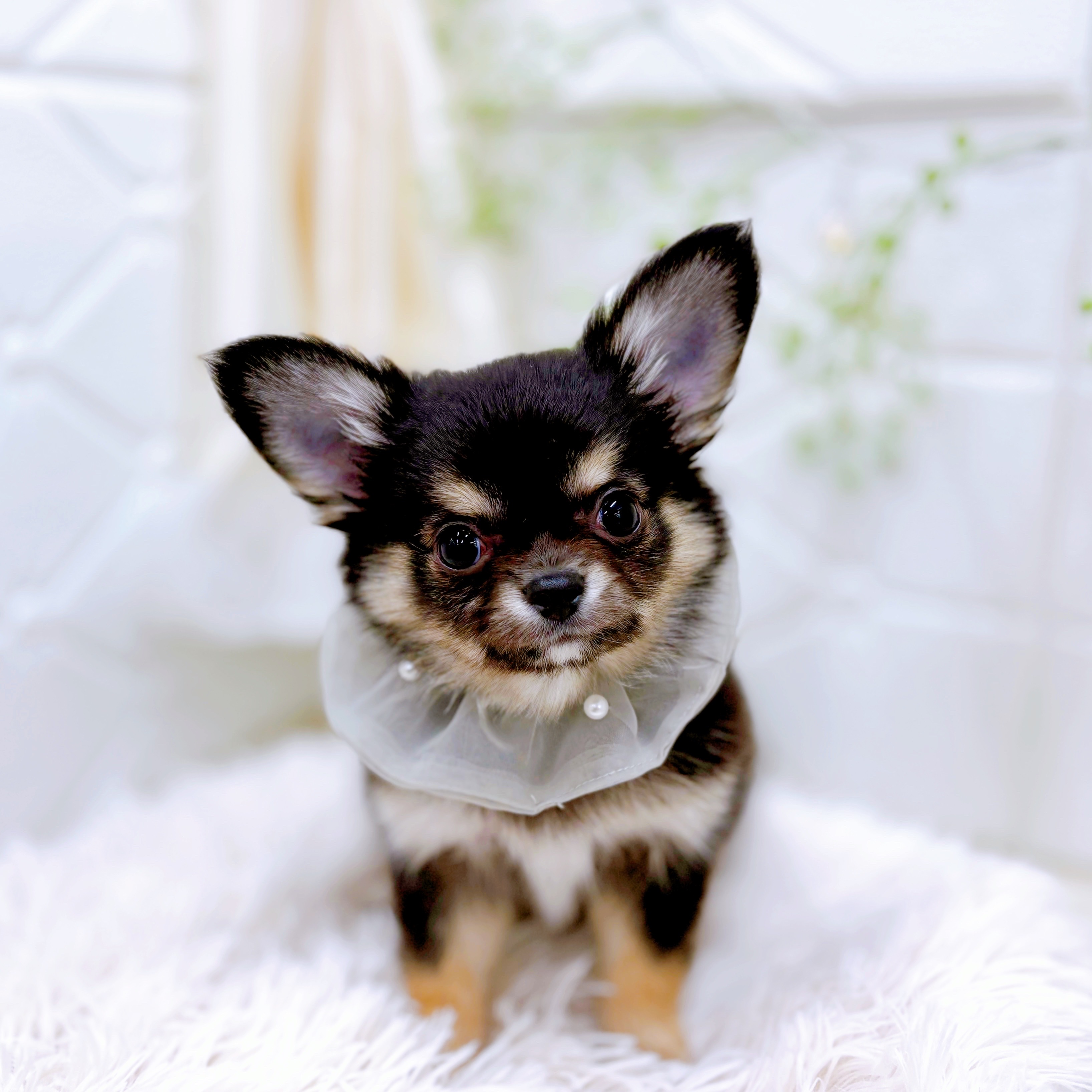 福井県のチワワ(ロング) (犬の家＆猫の里アミーゴ福井店/2025年10月13日生まれ/男の子/ブラックタンホワイト)の子犬の3枚目の画像