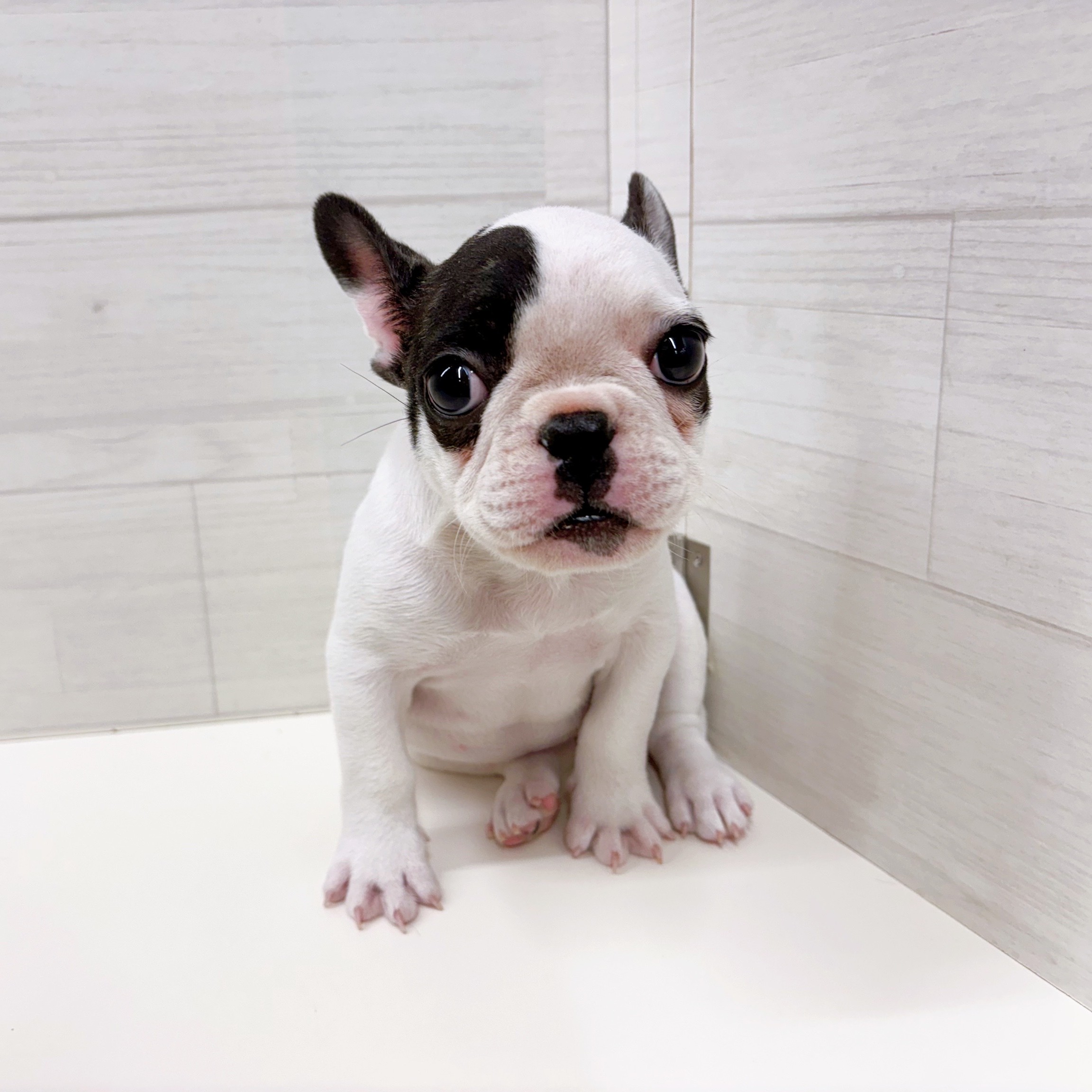 石川県のフレンチブルドッグ (犬の家＆猫の里アミーゴ金沢おこばた店/2025年10月19日生まれ/女の子/パイド)の子犬の3枚目の画像