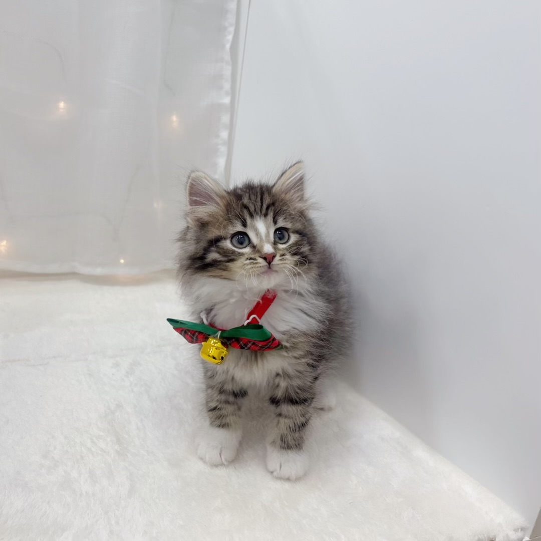 千葉県のノルウェージャンフォレストキャット (犬の家＆猫の里BIGHOPガーデンモール印西店/2025年10月19日生まれ/男の子/ブラウンタビーホワイト)の子猫の3枚目の画像