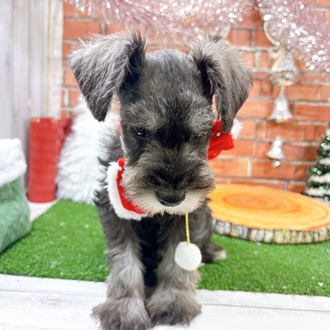 神奈川県のミニチュアシュナウザー (犬の家＆猫の里小田原店/2025年10月23日生まれ/男の子/ソルトペッパー)の子犬の3枚目の画像