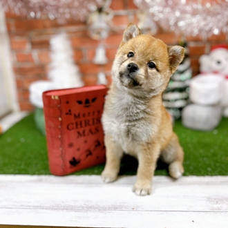 神奈川県の柴犬(標準サイズ) (犬の家＆猫の里小田原店/2025年10月21日生まれ/女の子/赤)の子犬の1枚目の画像