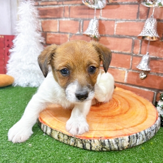 神奈川県のジャックラッセルテリア (犬の家＆猫の里小田原店/2025年10月25日生まれ/女の子/ホワイトタン)の子犬の1枚目の画像