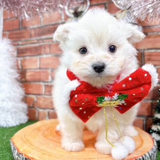 神奈川県のポメプー(ポメラニアン×プードル) (犬の家＆猫の里小田原店/2025年10月28日生まれ/男の子/ホワイト)の子犬の3枚目の画像